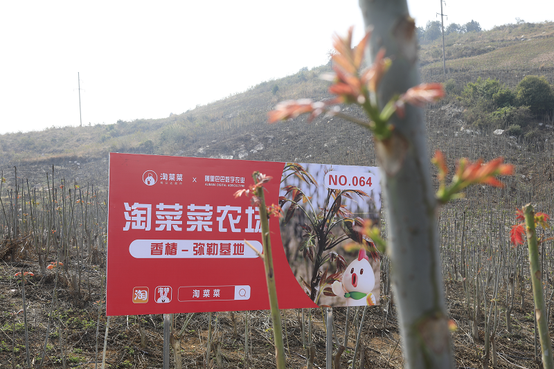 云南香椿坐飞机出山！淘菜菜再签3大生鲜直采基地