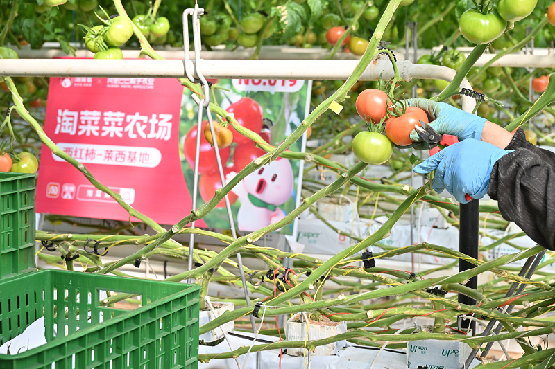 云南香椿坐飞机出山！淘菜菜再签3大生鲜直采基地