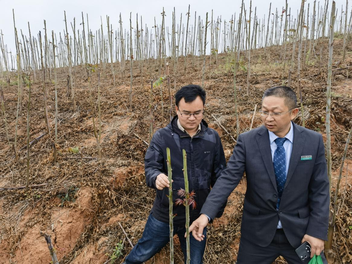  春分·乡村产业篇丨“春分肥水要跟紧” 农业银行金融“底肥”润泽乡村产业